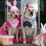 Mollie & Marley in their Easter bandanas